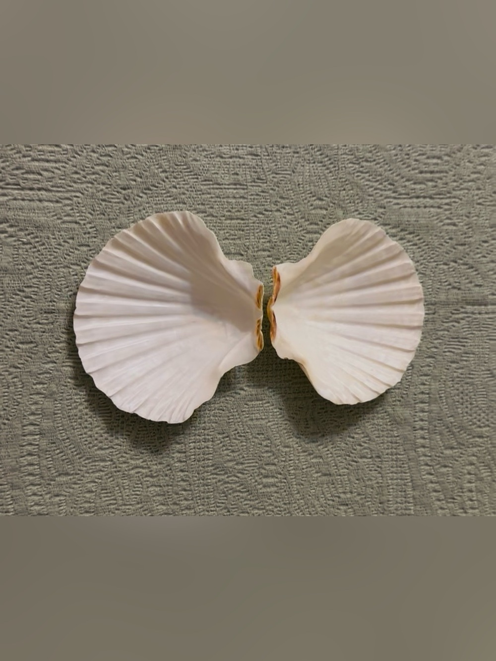 White scalloped shells filled with locally handpicked FL assortment. - Picture 3 of 8
